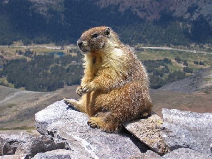 Is Marmot a US company?